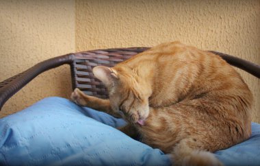 Sarı kedi mavi bir yastığın üstünde bacağını yalıyor. Turuncu renk arkaplanı