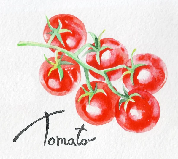 Tomato. Watercolor hand drawing. Food, vegetables and fruit isolated on white background. Book illustration, recipe, menu, magazine or journal article.