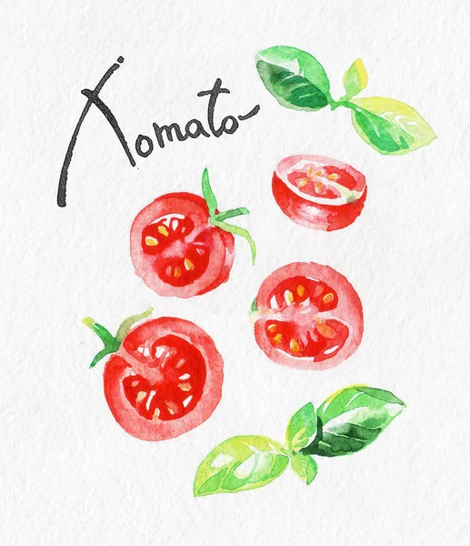 Tomato and Basil. Watercolor hand drawing. Food, vegetables and fruit isolated on white background. Book illustration, recipe, menu, magazine or journal article.