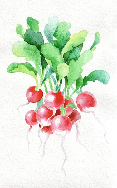 Radish. Watercolor hand drawing. Food, vegetables and fruit isolated on white background. Book illustration, recipe, menu, magazine or journal article.