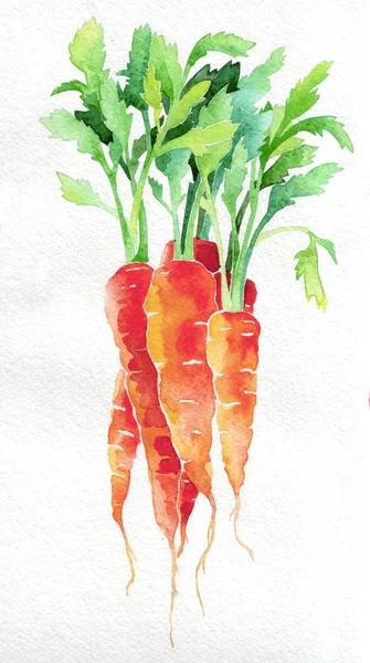 Carrot. Watercolor hand drawing. Food, vegetables and fruit isolated on white background. Book illustration, recipe, menu, magazine or journal article.