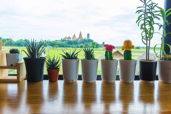 Petits Arbres Dans Des Pots Placés Sur Balcon Bois Dans — Photo