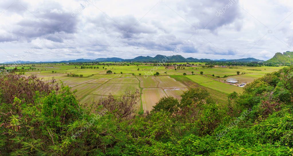 green rice filed landscape with sky cloudy and mountain background, panorama