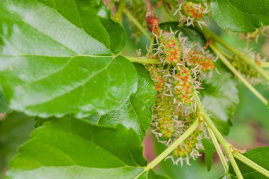 Kök ve yaprak yeşil üzerinde asılı dut