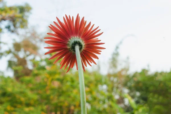 Vista occhio formica di gerbera rosso fiore margherita — Foto Stock