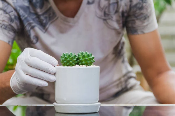 Asiatique Homme Est Plantation Castus Dans Pot Sur Une Table — Photo