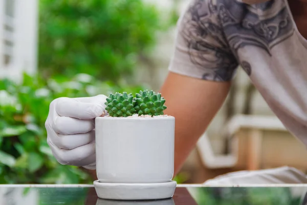 Hombre Asiático Está Plantando Castus Una Olla Una Mesa Vidrio —  Fotos de Stock