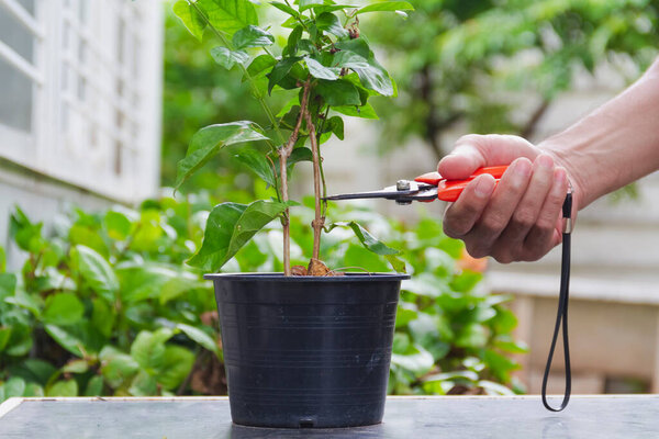hand use pruning shears decorate pruned of small jasmine tree in pot at home garden