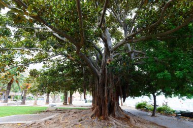 Güney Fransa, Menton 'da kalp şeklinde yapraklarla kaplı güzel dev meşe ağacı.