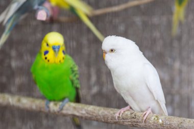Beyaz muhabbet kuşu kafes içinde
