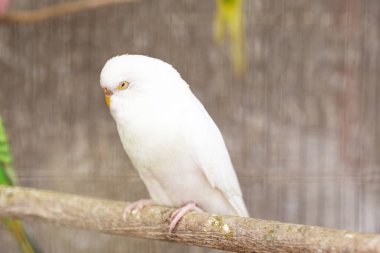 Uyuyan beyaz muhabbet kuşu kafes içinde
