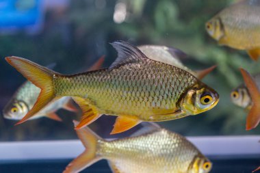 Gümüş Barb, Java barb fish tank grubu
