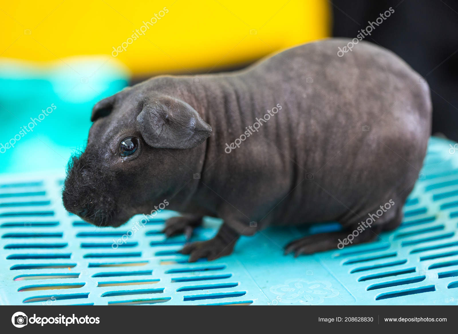 Grey Hairless Guinea Pig Hairless Guinea Do Guinea Pigs Shed