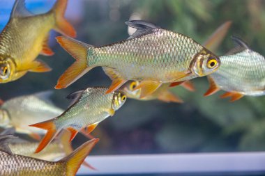 Gümüş Barb, Java barb fish tank grubu