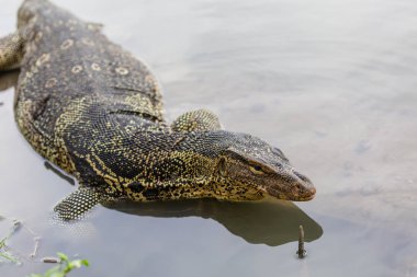 Varanus salvator, su monitör veya ortak su monitör su olarak bilinen