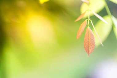 Yeşillik bahar, yeşil yaprakları arka plan