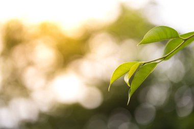 Yeşillik bahar, yeşil yaprakları arka plan