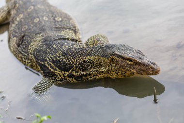 Varanus salvator, su monitör veya ortak su monitör su olarak bilinen