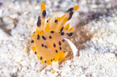 Omurgasızını Thecacera Pacifica, Thailnad mercan resif deniz yaratığı