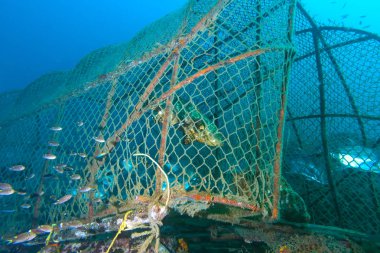 Balık balık tuzak içinde Grup