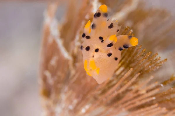 Die Nacktschnecke Thecacera Pacifica Meeresschnecke Korallenriff Von Thailnad — Stockfoto