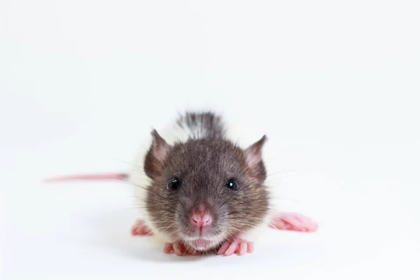 Rat Laboratoire Brown Sur Fond Blanc — Photo