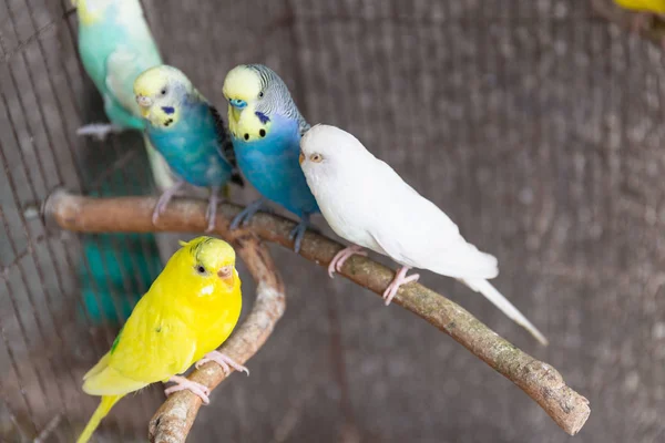 Groupe Budgerigar Dans Cage — Photo