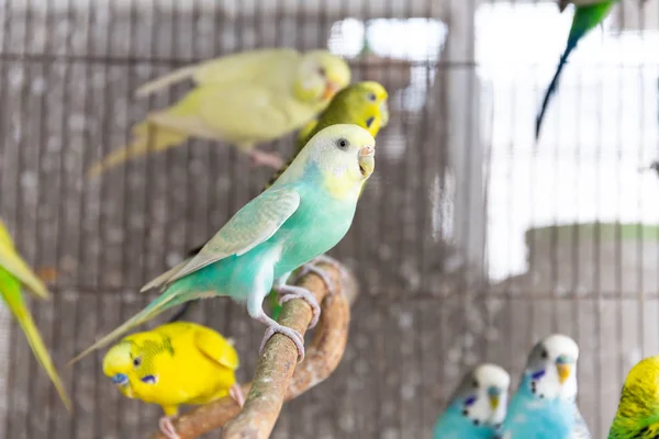 Grup muhabbet kuşu kafes içinde