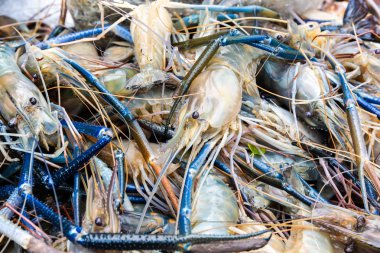 Marget taze dev nehir karides