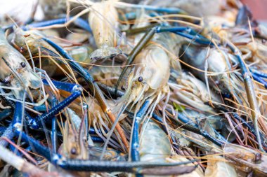 Marget taze dev nehir karides