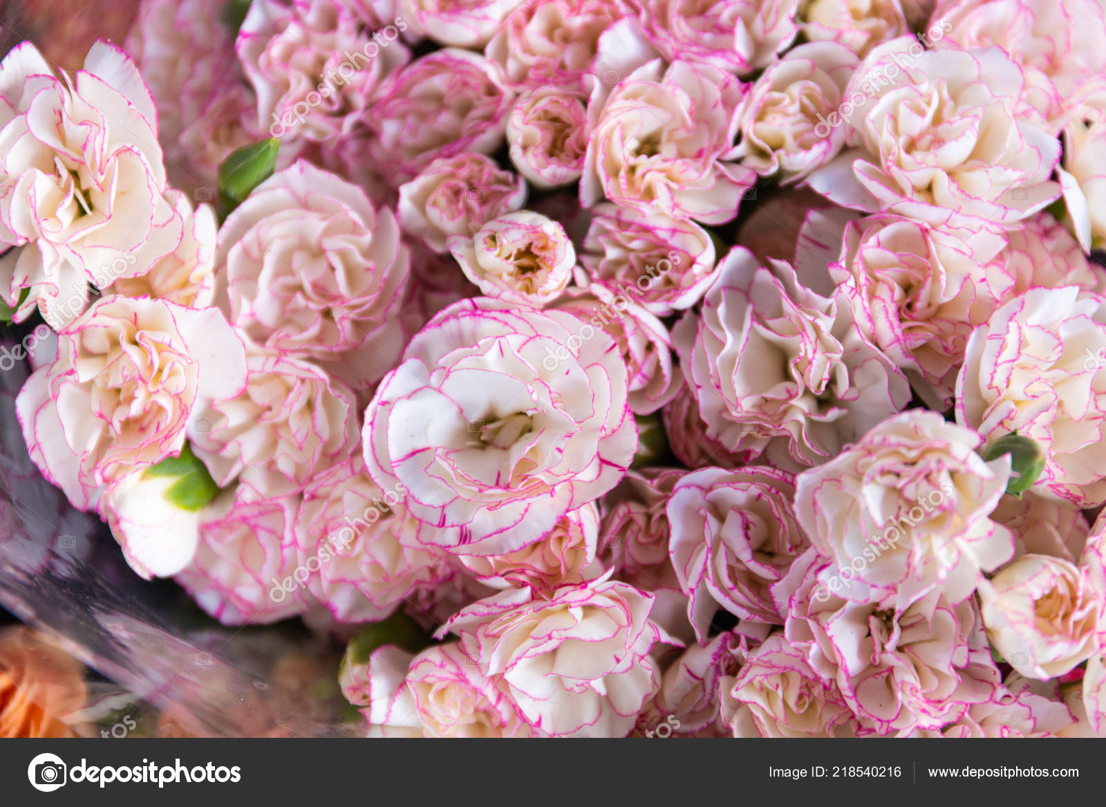 市場では ピンクのバラ背景でピンクローズ ストック写真 C Suwatsir