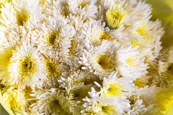 Жовтий Фон Квітки Хризантеми Квітка Ринку — стокове фото