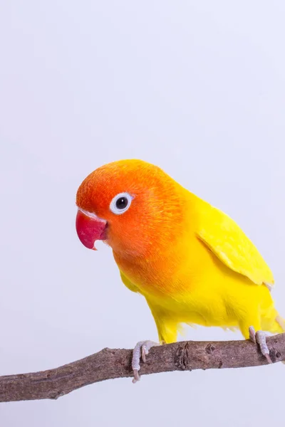 Filhote Cachorro Laranja Lovebird Fundo Branco — Fotografia de Stock