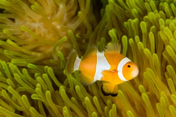 Cucciolo Clown Anemonefish Nuota Nei Tentacoli Dell Anemone — Foto Stock