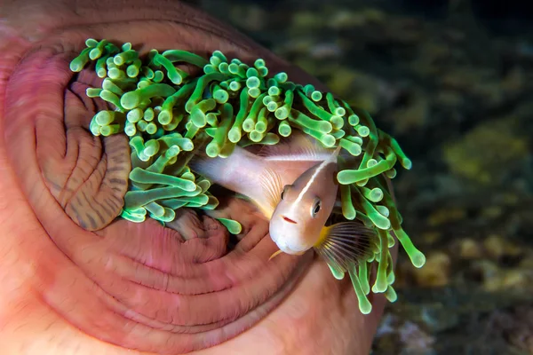 Peixe Palhaço Anemonefish Amphiprion Ephippium Anêmona Magnifica — Fotografia de Stock
