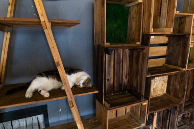 Bir uyku kedi yüz closeup ile masaya,