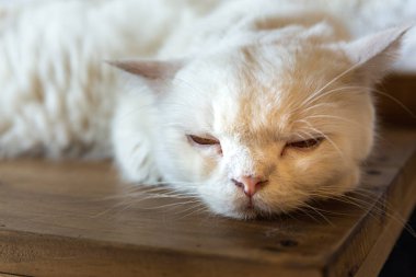 Bir uyku kedi yüz closeup ile masaya,