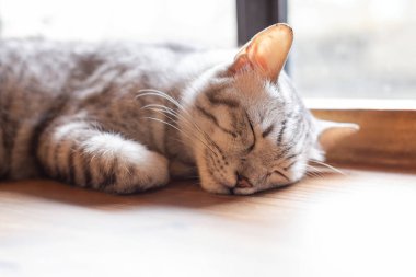 Bir uyku kedi yüz closeup ile masaya,