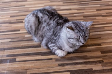 Bir uyku kedi yüz closeup ile masaya,