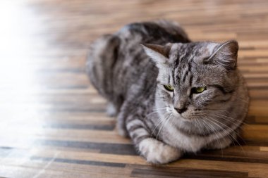 Bir uyku kedi yüz closeup ile masaya,