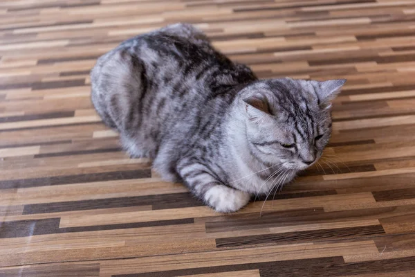 Bir uyku kedi yüz closeup ile masaya,