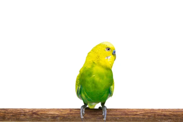 Budgie Amarelo Verde Budgerigar Bird Fundo Branco — Fotografia de Stock