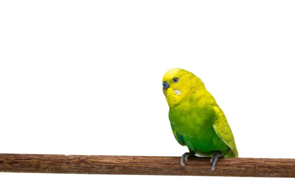 Budgie Amarelo Verde Budgerigar Bird Fundo Branco — Fotografia de Stock