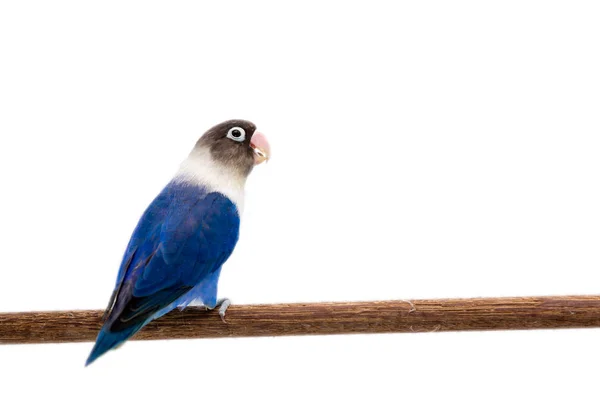 Mavi maskeli levrek beyaz zemin üzerine oturan cennet papağanı