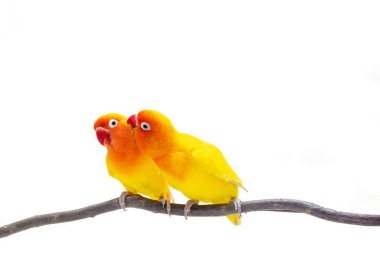 The Double Yellow Lovebird stand on a piece of wood on white background clipart