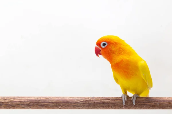Lovebird Amarelo Duplo Fica Pedaço Madeira Fundo Branco — Fotografia de Stock