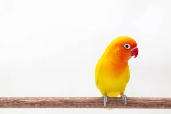 Double Yellow Lovebird Pie Sobre Trozo Madera Sobre Fondo Blanco —  Fotos de Stock