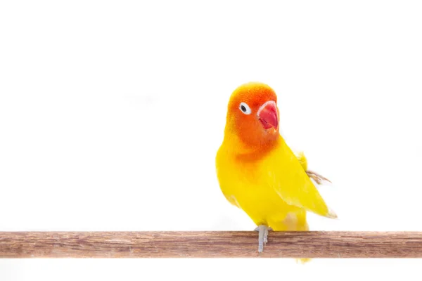 Doppio Cavalletto Giallo Lovebird Pezzo Legno Sfondo Bianco — Foto Stock