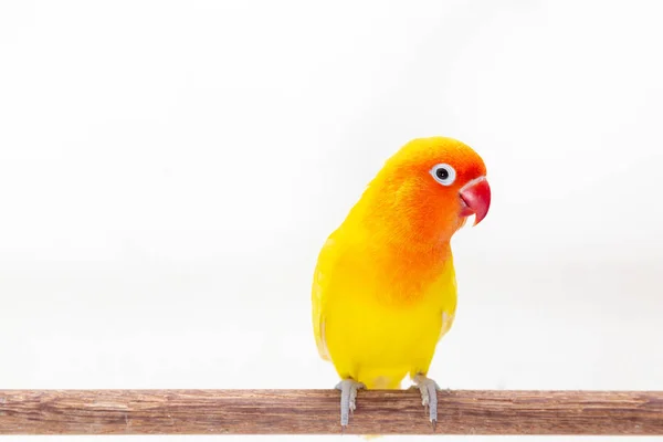 Lovebird Amarelo Duplo Fica Pedaço Madeira Fundo Branco — Fotografia de Stock