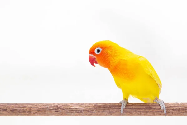 Der Doppelte Gelbe Turteltaubenständer Auf Einem Stück Holz Auf Weißem — Stockfoto